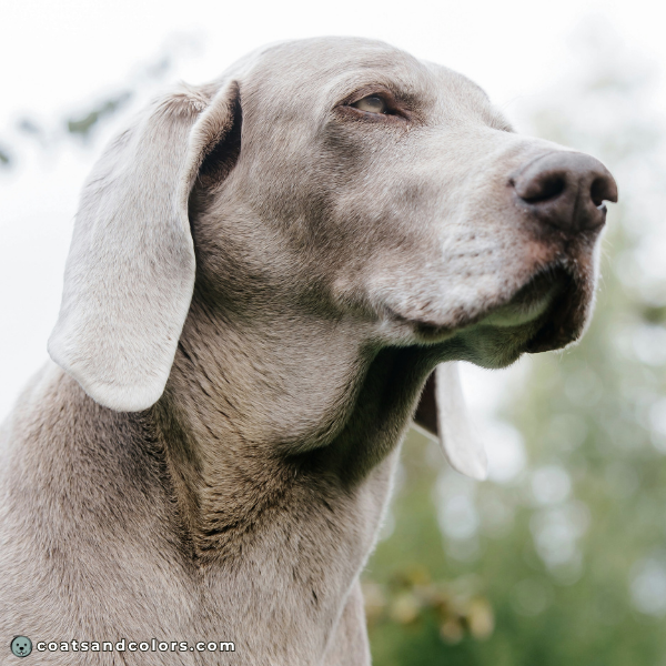 coatsandcolors eumelanin base colors light lilac