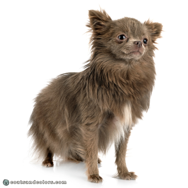 coatsandcolors eumelanin base colors lilac dark