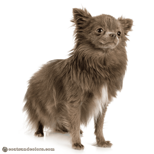 coatsandcolors eumelanin base colors lilac dark