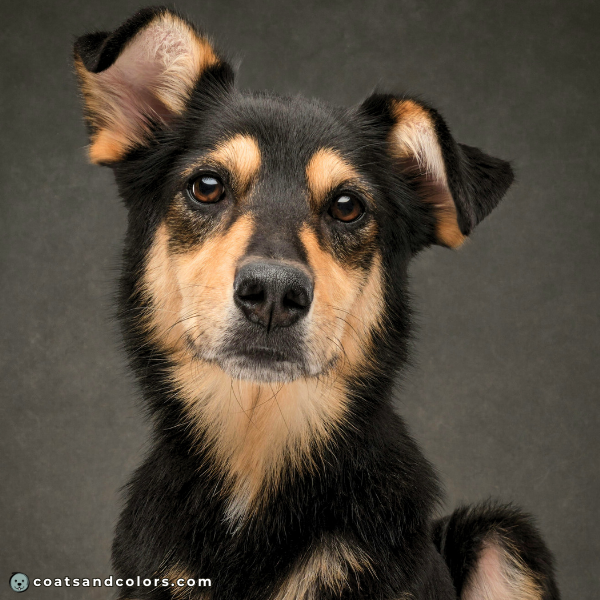 coatsandcolors eumelanin colors both pigments