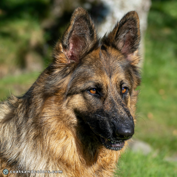 coatsandcolors eumelanin colors lips eyes eumelanin