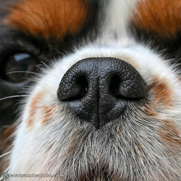 coatsandcolors eumelanin colors nose eumelanin