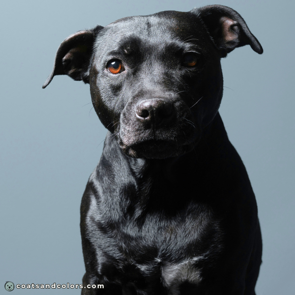 coatsandcolors eumelanin colors only eumelanin pigment