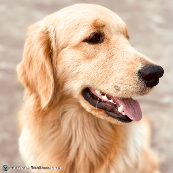 coatsandcolors eumelanin colors only phaeomelanin pigment