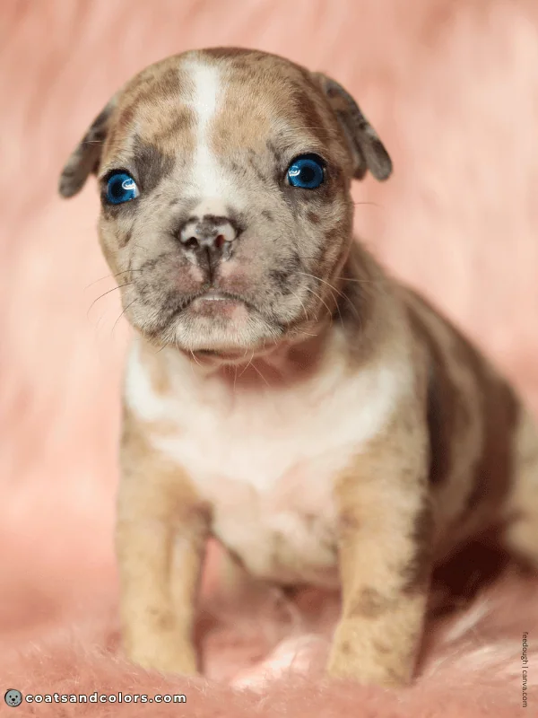 coatsandcolors.com Sable Merle bully puppy