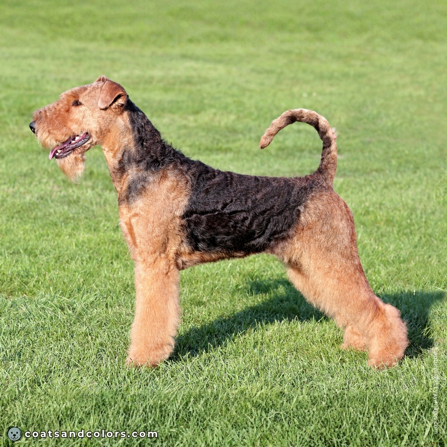 coatsandcolors.com AIredale Terrier Colors black saddle tan