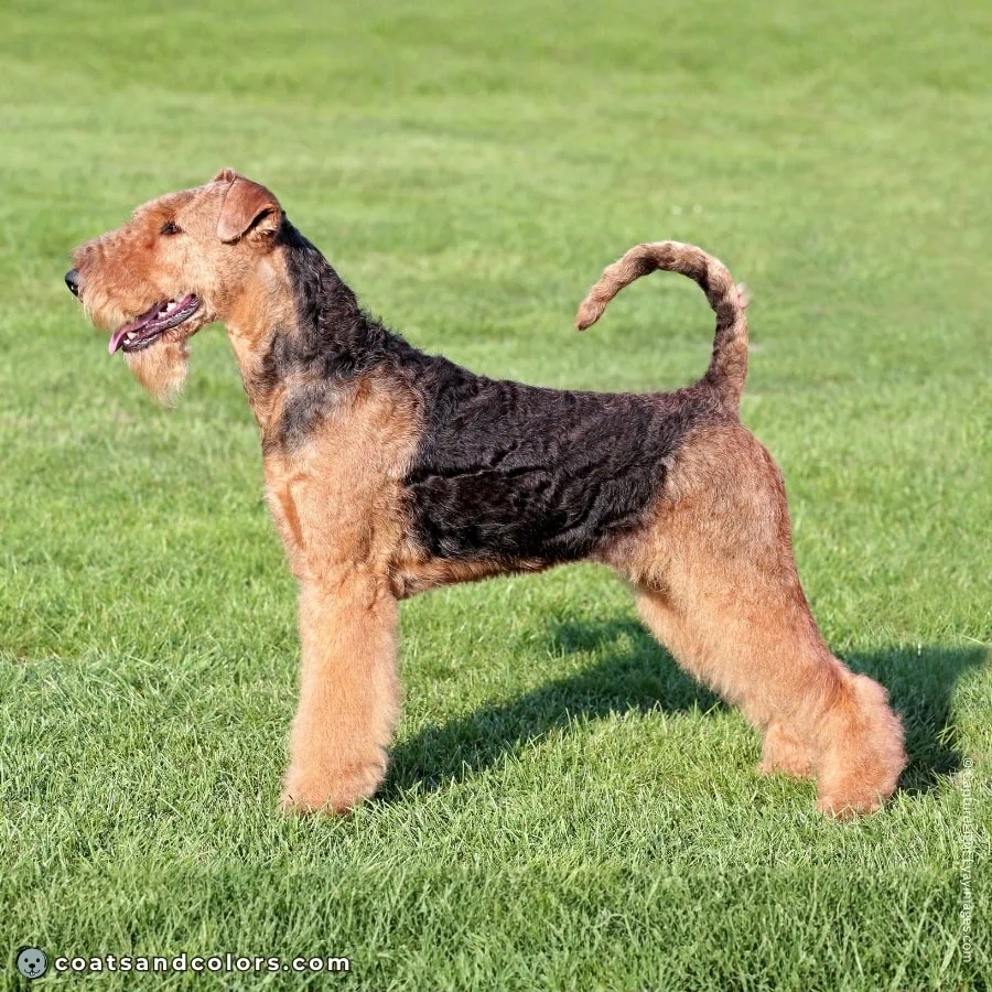 coatsandcolors.com AIredale Terrier Colors black saddle tan