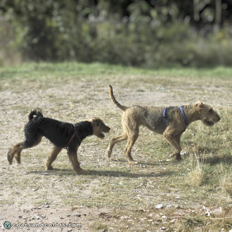 coatsandcolors.com AIredale Terrier Colors graying saddle young and old