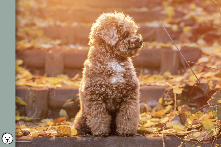 coatsandcolors.com Abstract Poodle 900x600 1