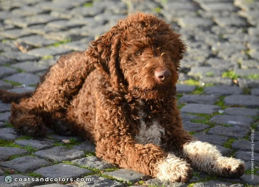 coatsandcolors.com Abstract breed term Poodle white socks