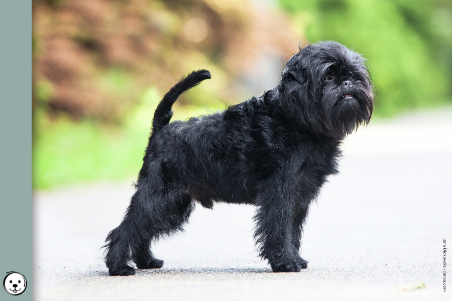 coatsandcolors.com Affenpinscher colors 900x600 2