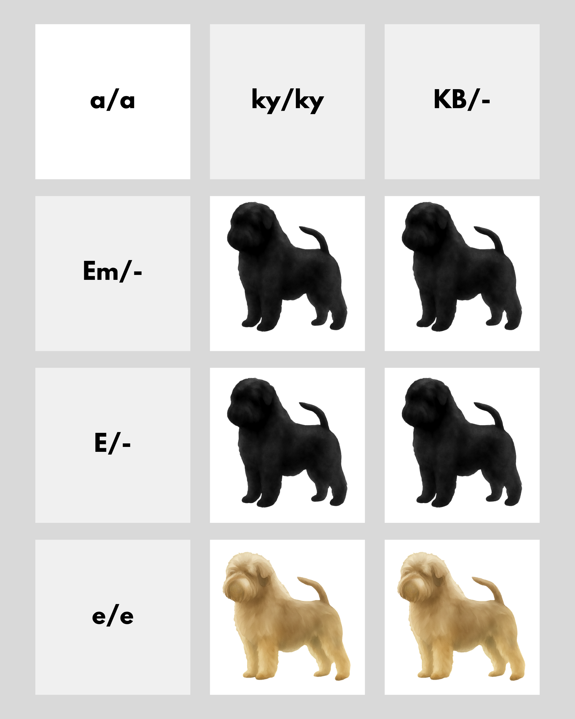 coatsandcolors.com Affenpinscher colors base pattern genetics 1
