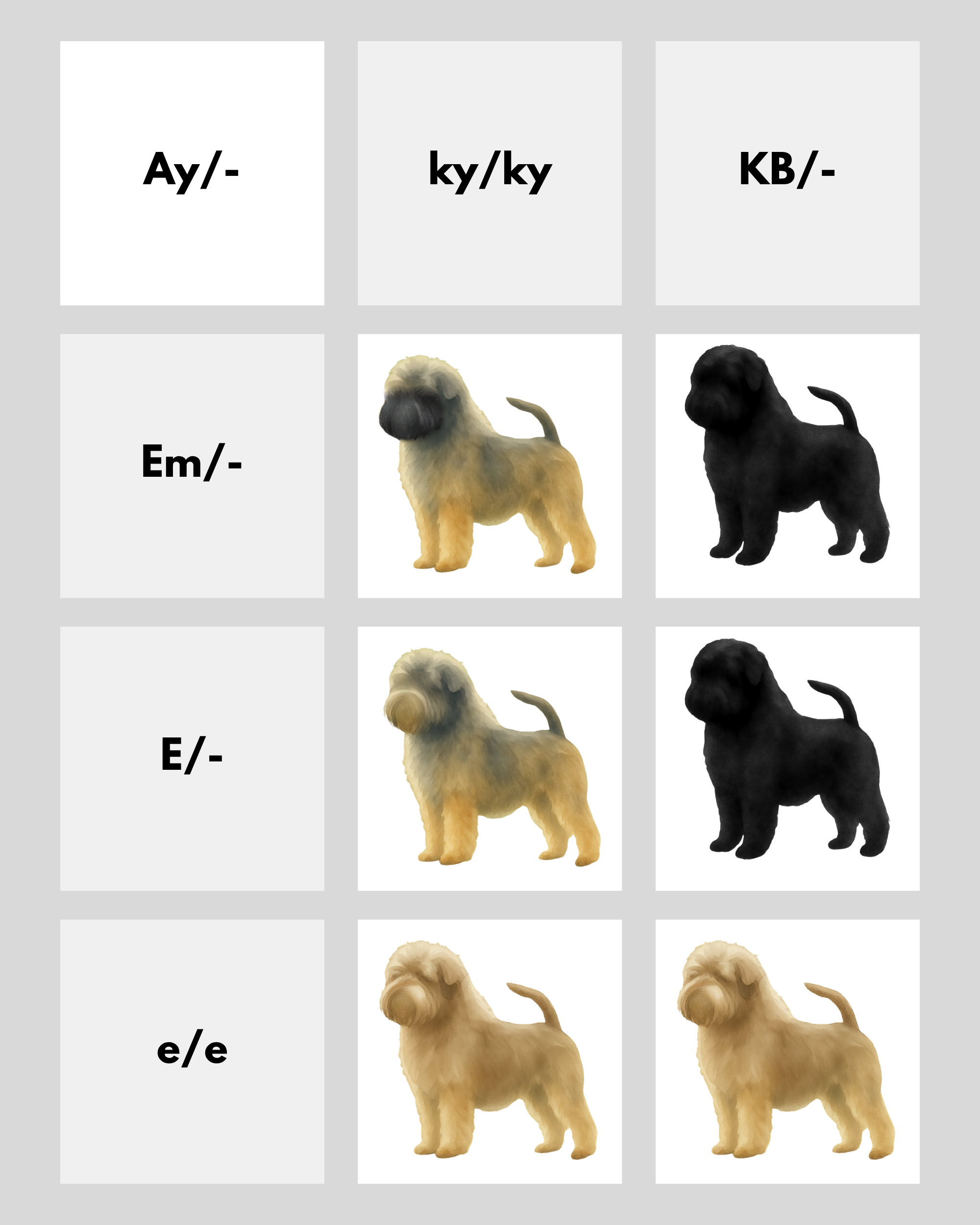 coatsandcolors.com Affenpinscher colors base pattern genetics 2