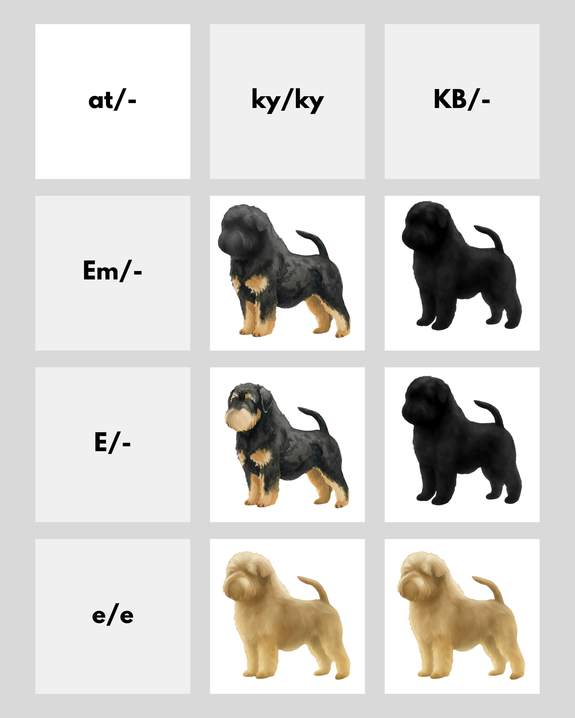 coatsandcolors.com Affenpinscher colors base pattern genetics 3