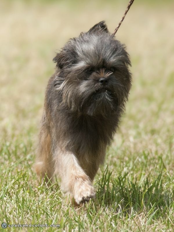 coatsandcolors.com Affenpinscher colors belge 1