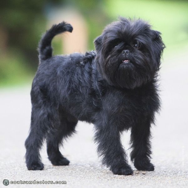 coatsandcolors.com Affenpinscher colors black 3