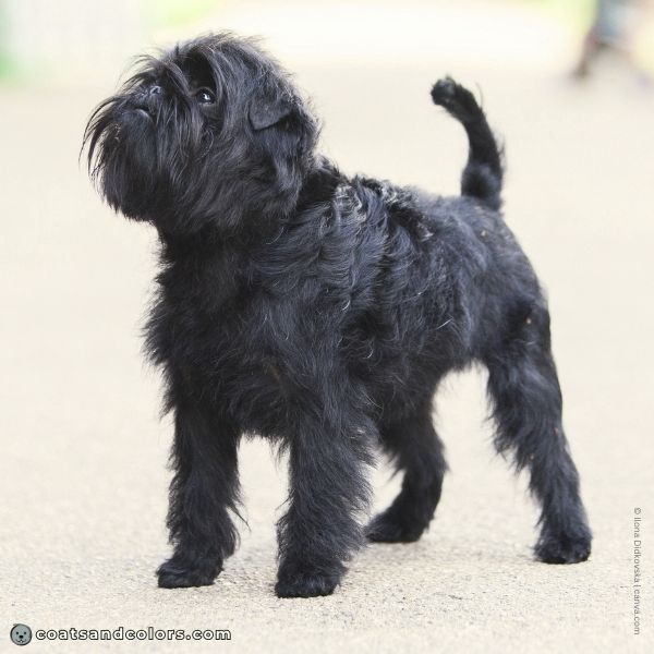 coatsandcolors.com Affenpinscher colors black 4