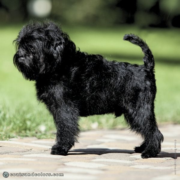 coatsandcolors.com Affenpinscher colors black 5