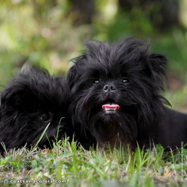 coatsandcolors.com Affenpinscher colors black 5
