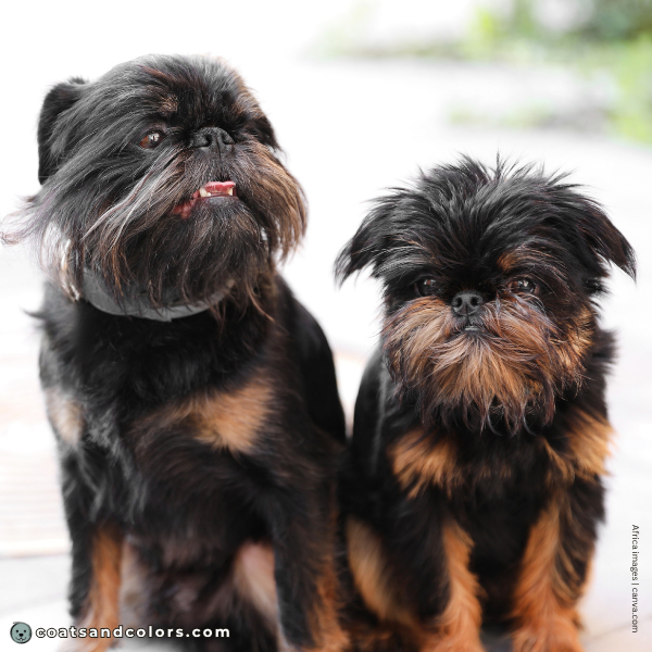 coatsandcolors.com Affenpinscher colors black tan 1
