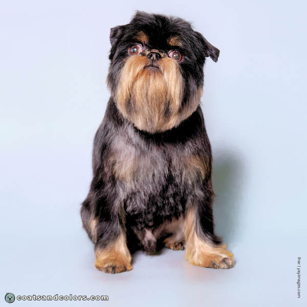 coatsandcolors.com Affenpinscher colors black tan 2