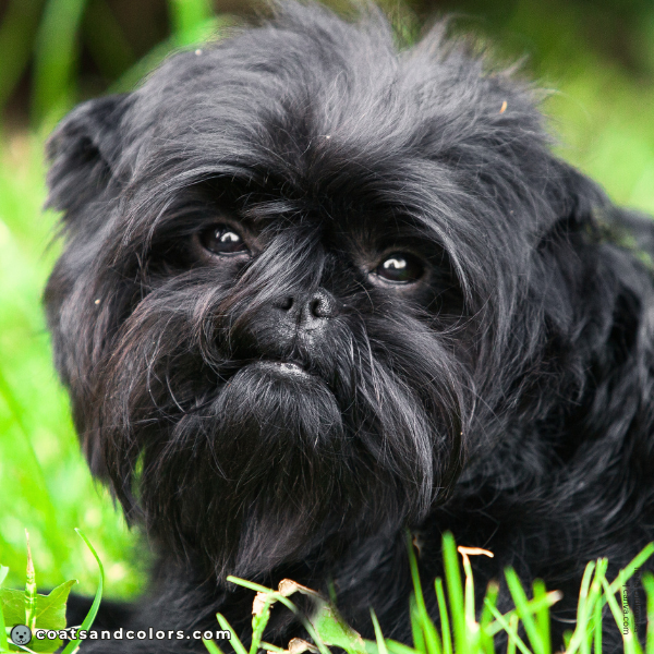 coatsandcolors.com Affenpinscher colors brown eyes 1