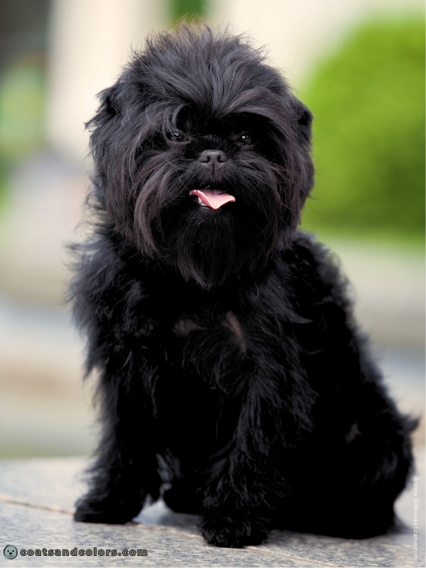coatsandcolors.com Affenpinscher colors dark brown eyes