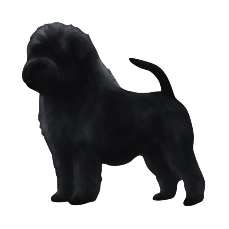 coatsandcolors.com Affenpinscher colors graying 2