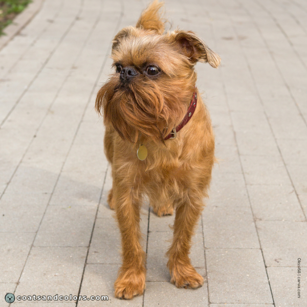 coatsandcolors.com Affenpinscher colors red 2b