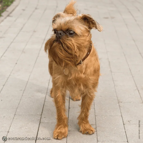 coatsandcolors.com Affenpinscher colors red 2b