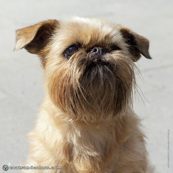 coatsandcolors.com Affenpinscher colors red mask