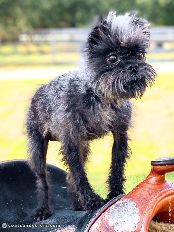 coatsandcolors.com Affenpinscher gray silver 2
