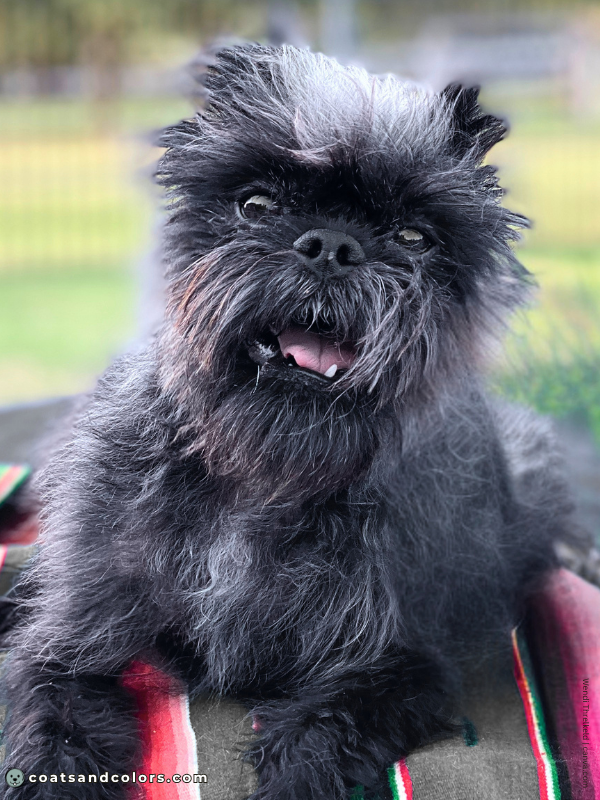 coatsandcolors.com Affenpinscher gray siver 1