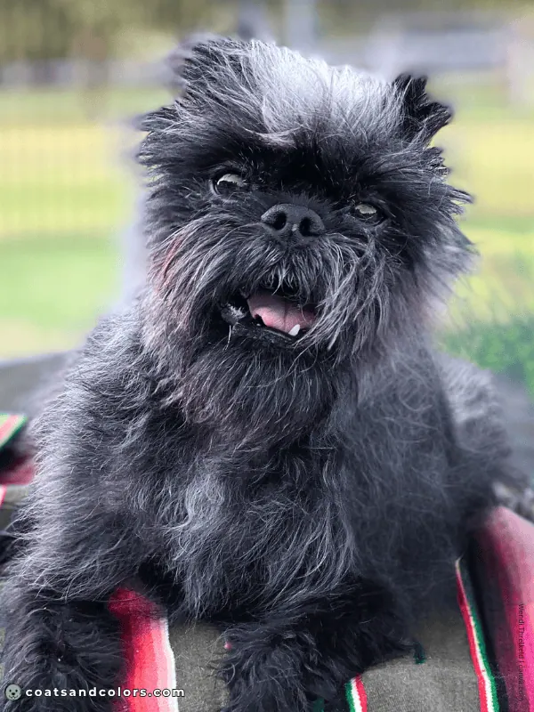 coatsandcolors.com Affenpinscher gray siver 1