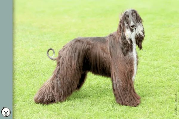 coatsandcolors.com Afghan Hound Colors 900x600 NEW