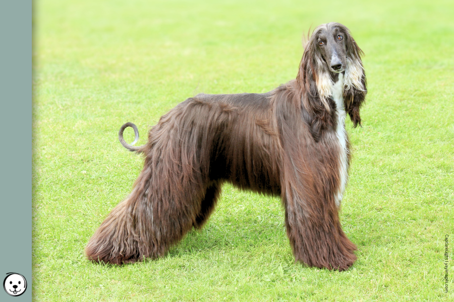 coatsandcolors.com Afghan Hound Colors 900x600 NEW