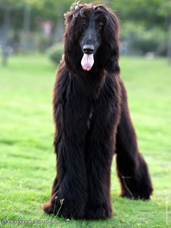 coatsandcolors.com Afghan Hound Colors base color black