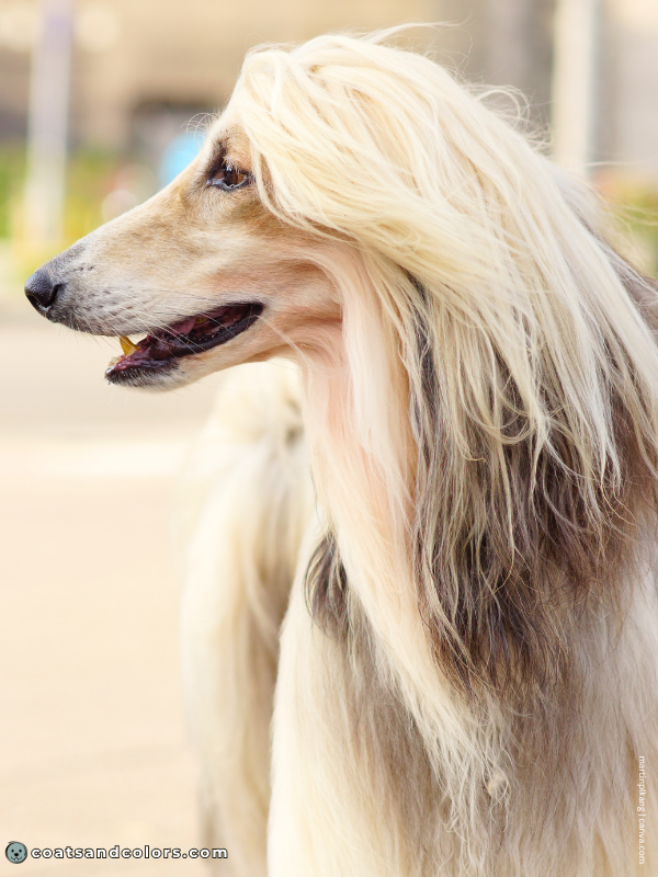 coatsandcolors.com Afghan Hound Colors base patterns E