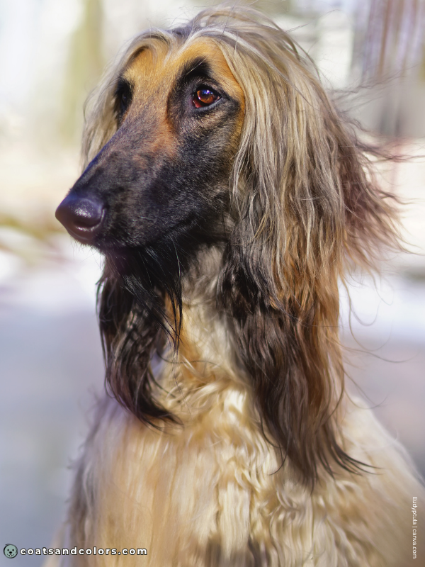 coatsandcolors.com Afghan Hound Colors base patterns Em
