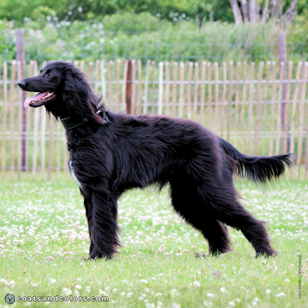 coatsandcolors.com Afghan Hound Colors base patterns black
