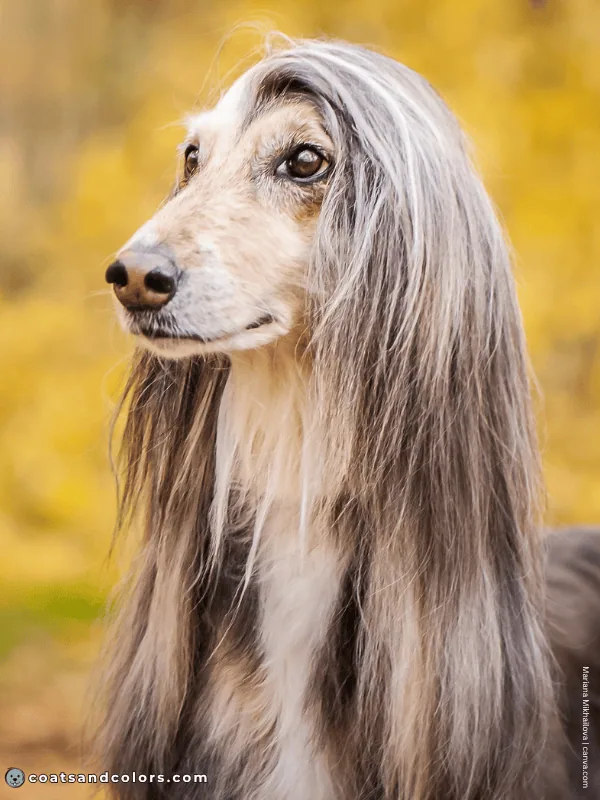 coatsandcolors.com Afghan Hound Colors base patterns eG at