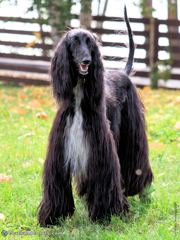 coatsandcolors.com Afghan Hound Colors black 2