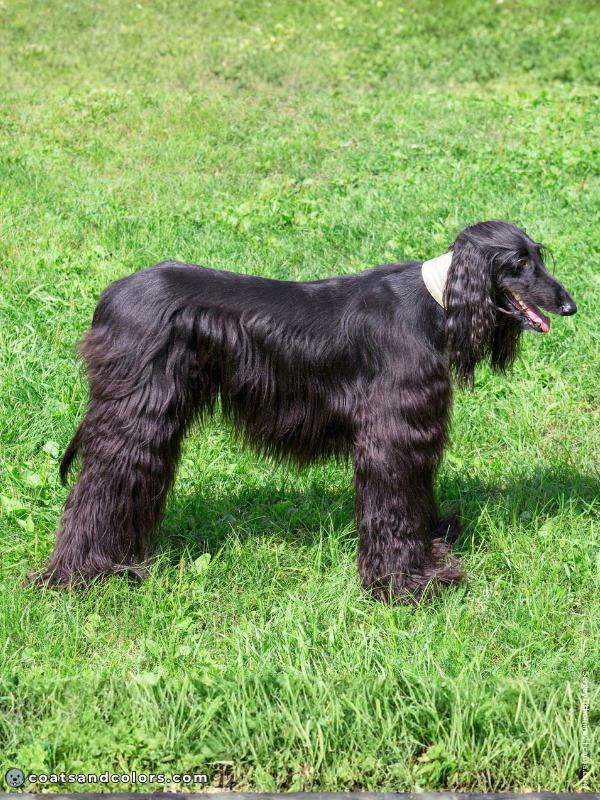 coatsandcolors.com Afghan Hound Colors black 3