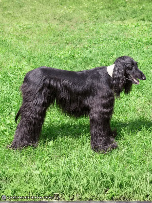 coatsandcolors.com Afghan Hound Colors black 3