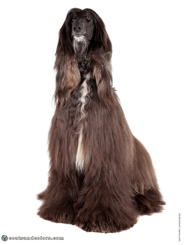 coatsandcolors.com Afghan Hound Colors black 4