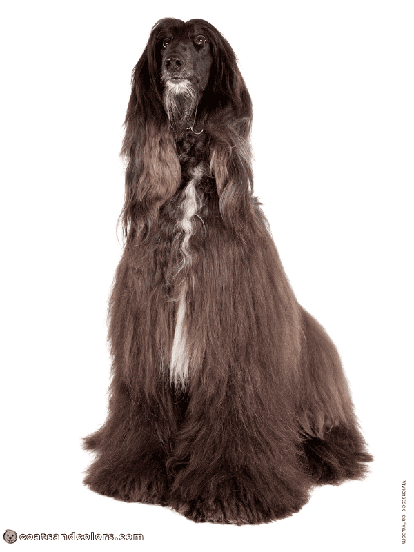 coatsandcolors.com Afghan Hound Colors black 4