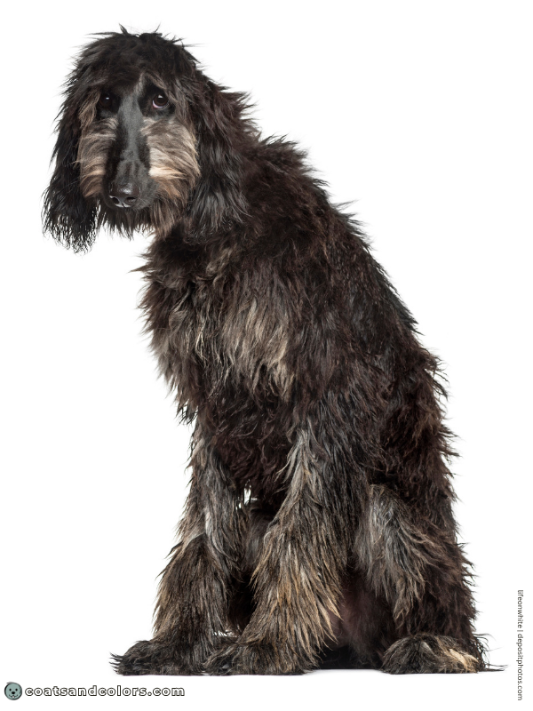 coatsandcolors.com Afghan Hound Colors black and brindle puppy