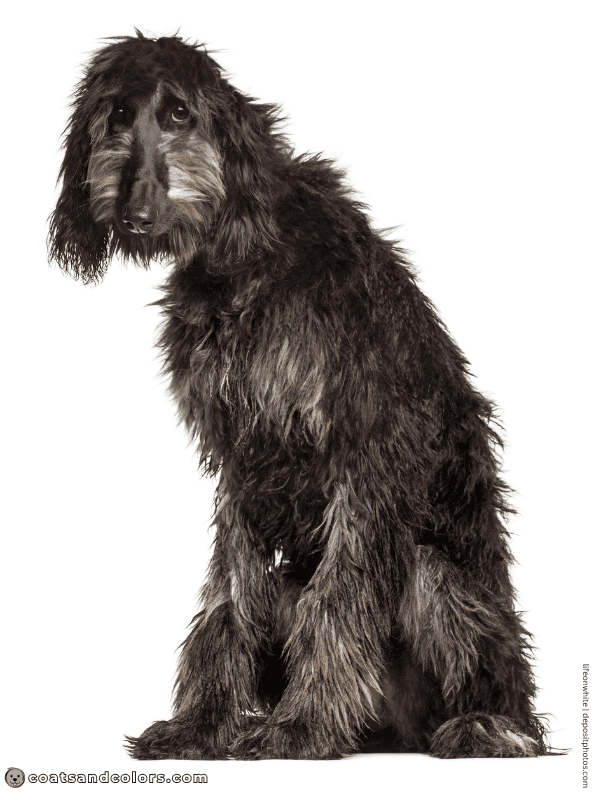 coatsandcolors.com Afghan Hound Colors black and brindle puppy