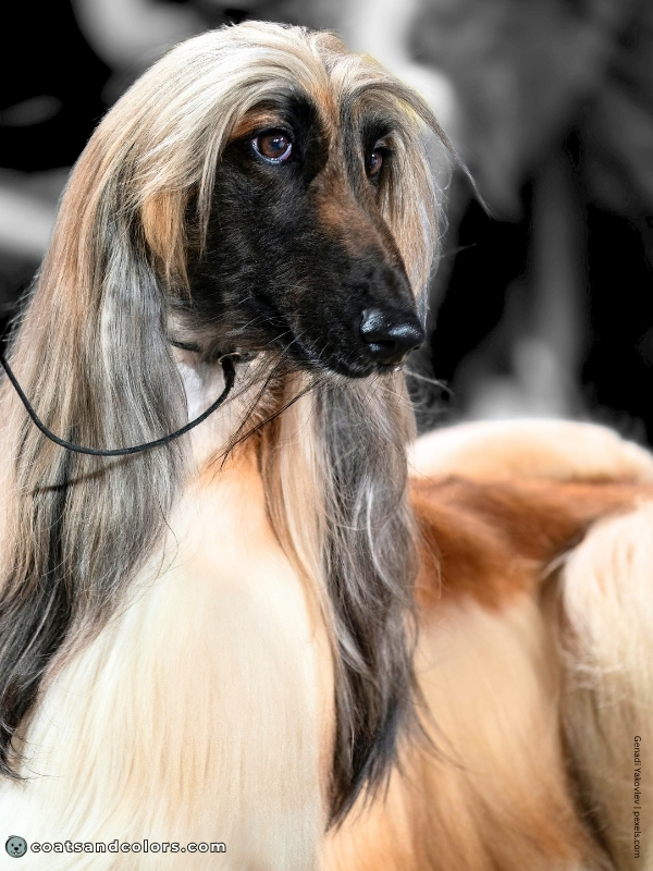 coatsandcolors.com Afghan Hound Colors black mask 1
