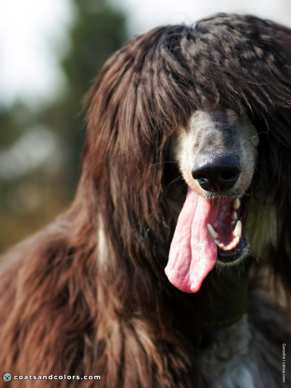 coatsandcolors.com Afghan Hound Colors black nose